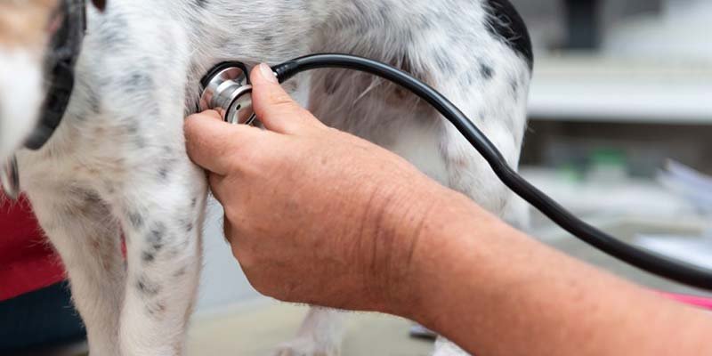 Cardiologia veterinária