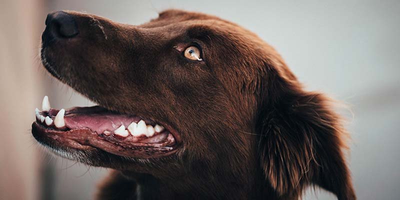 Odontologia veterinária