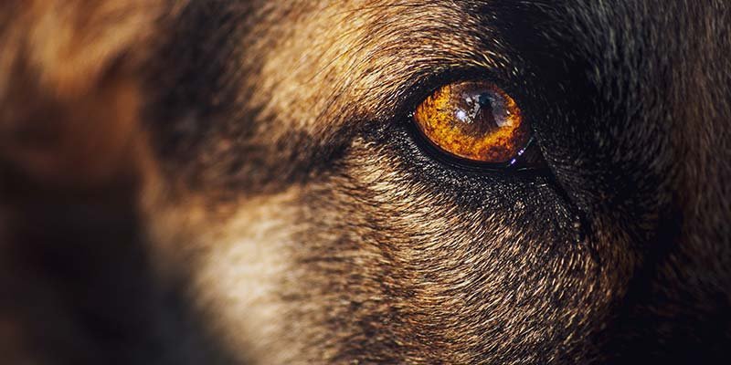 Oftalmologia veterinária