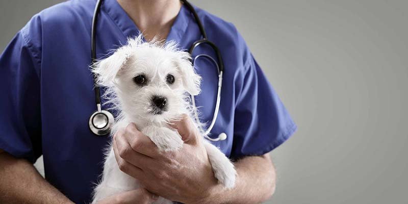 Oncologia veterinária
