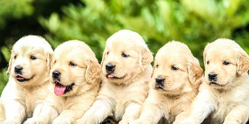 Pediatria veterinária