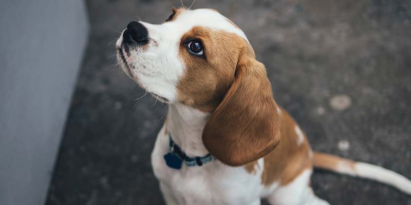 Psicologia canina